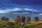 Elephants Beneath Kilimanjaro