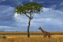 Giraffe in Masai Mara