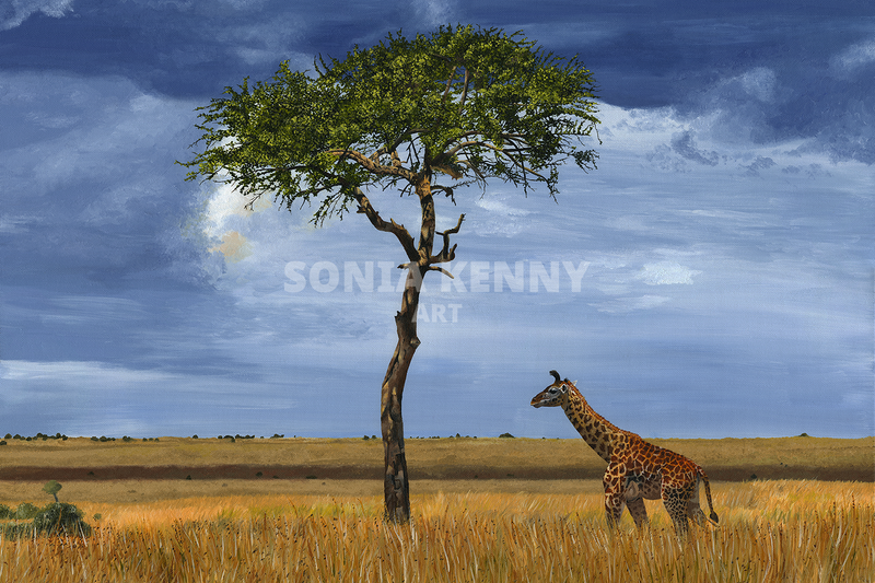 Giraffe in Masai Mara