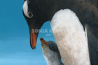 Gentoo Penguins