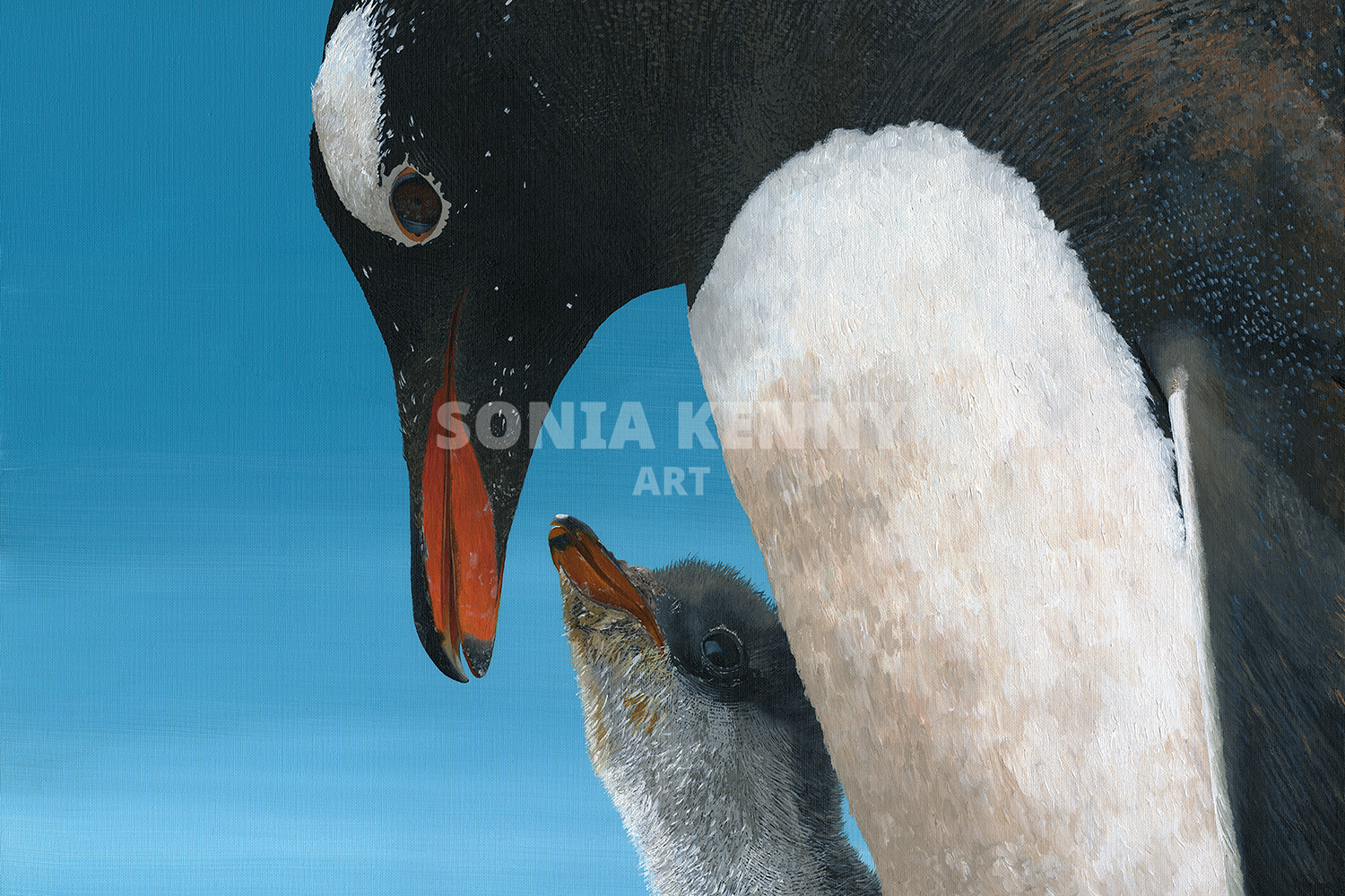 Gentoo Penguins