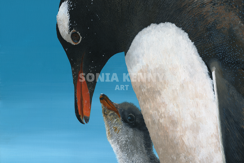 Gentoo Penguins